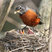 American Robin